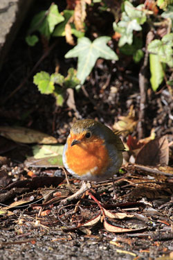 Robin by Neil Salisbury